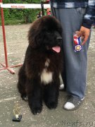 Превью фото № 183144