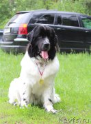 Превью фото № 183157