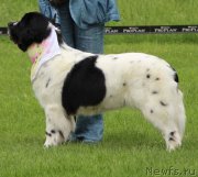 Превью фото № 183160