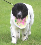 Превью фото № 183162