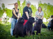 Превью фото № 183192