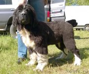 Превью фото № 183209