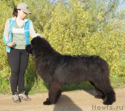 Превью фото № 183306