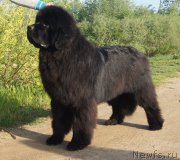 Превью фото № 183307