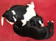 Превью фото № 183326