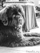 Превью фото № 183350