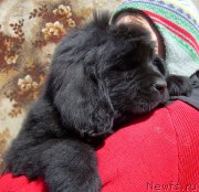 Превью фото № 183471