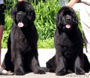 Превью фото № 183578