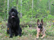 Превью фото № 183615