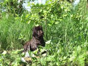 Превью фото № 183625