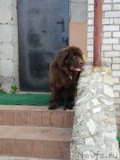 Превью фото № 183664