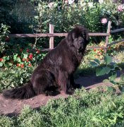 Превью фото № 183667