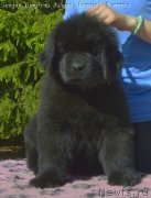 Превью фото № 183680