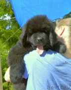 Превью фото № 183681