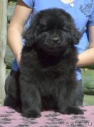 Превью фото № 183698