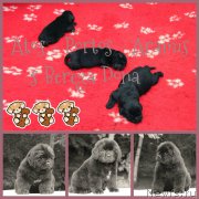 Превью фото № 183714