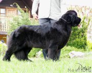 Превью фото № 183810