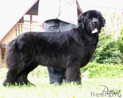 Превью фото № 183811