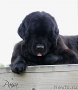 Превью фото № 183814