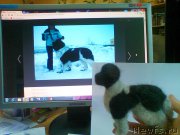 Превью фото № 183823