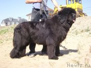 Превью фото № 183879