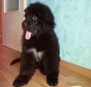 Превью фото № 184010