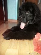 Превью фото № 184011