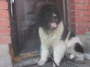 Превью фото № 184014