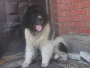 Превью фото № 184018