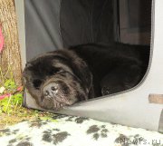 Превью фото № 184086