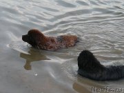 Превью фото № 184116