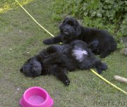 Превью фото № 184137