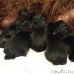 Превью фото № 184252