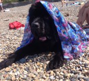 Превью фото № 184275