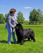 Превью фото № 184302