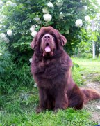 Превью фото № 184329