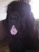 Превью фото № 184337