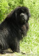 Превью фото № 184394