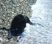 Превью фото № 184398