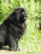 Превью фото № 184400