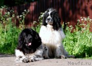 Превью фото № 184416