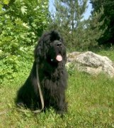 Превью фото № 184419