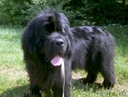 Превью фото № 184420