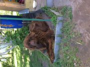 Превью фото № 184445