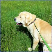 Превью фото № 184498