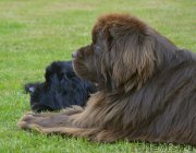 Превью фото № 184511