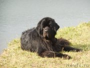 Превью фото № 184522