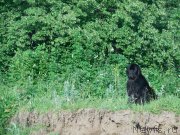Превью фото № 184527