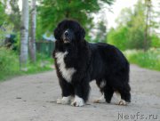 Превью фото № 184561