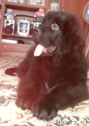 Превью фото № 184587